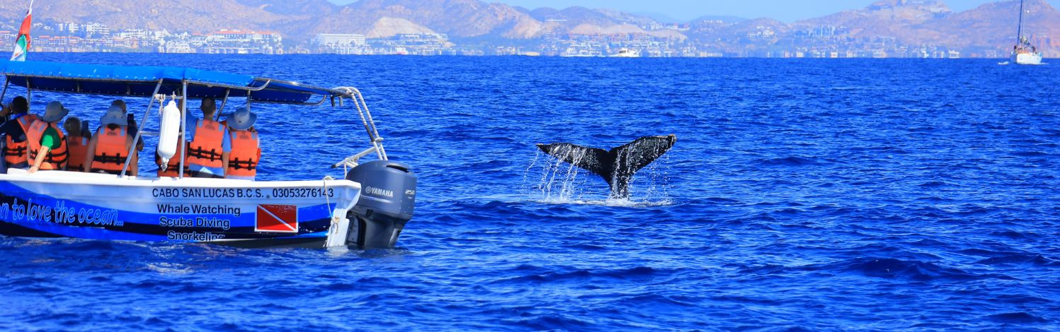 Sledovanie veľrýb v Los Cabos