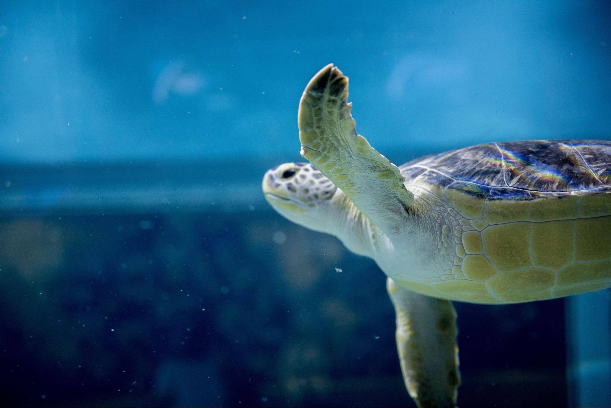 Akvárium Oceanogràfic