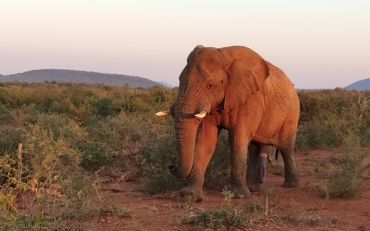 slon v národnom parku Madikwa Game Reserve