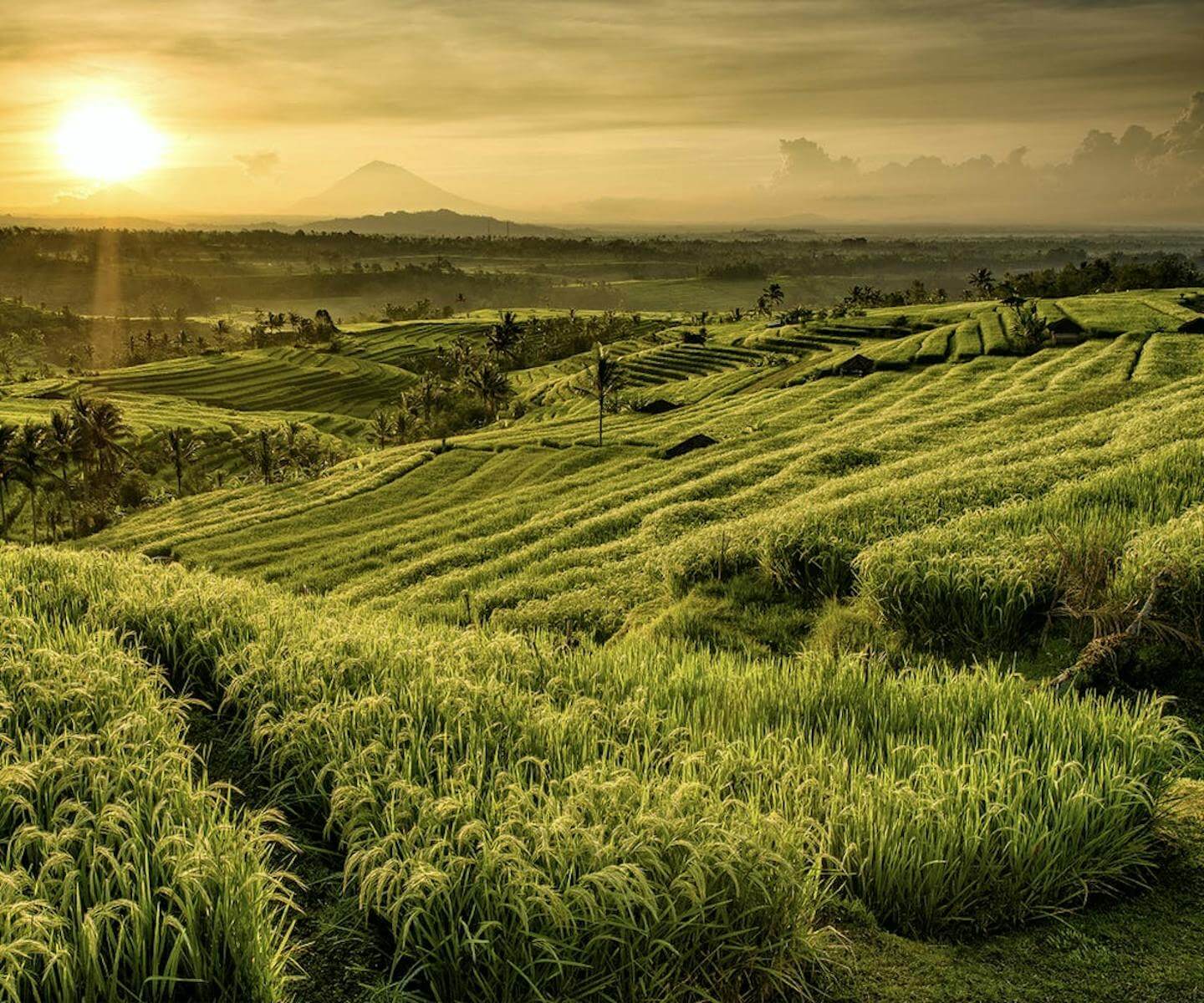 Bali Ubud Tegalalang