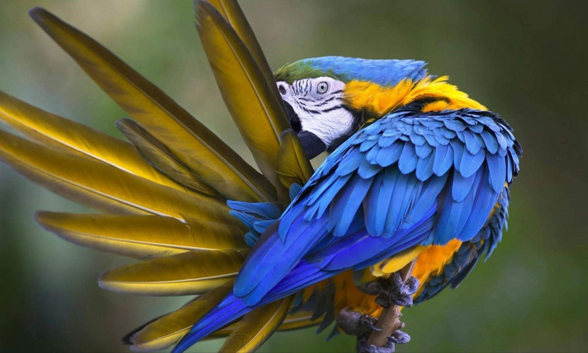 Zoo Loro park Tenerife